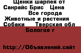 Щенки шарпея от Санрайс Брис › Цена ­ 30 000 - Все города Животные и растения » Собаки   . Тверская обл.,Бологое г.